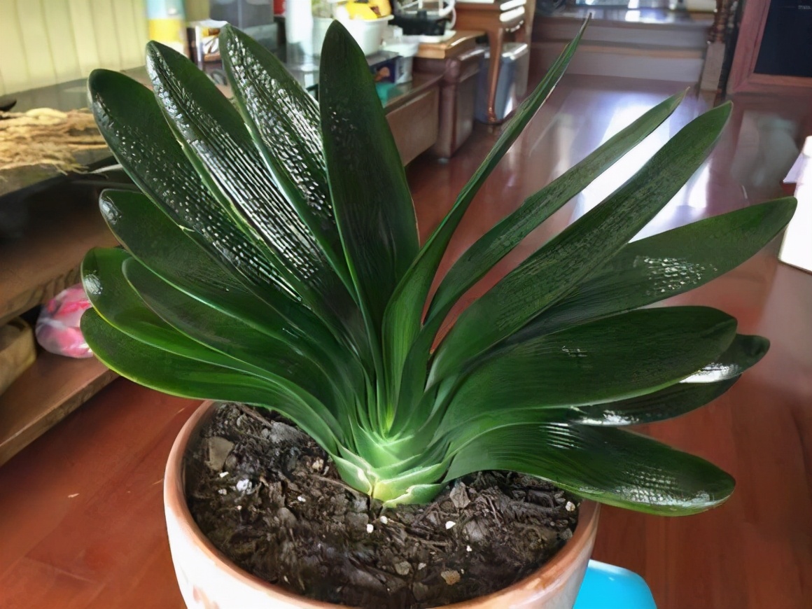 五种养花营养水,4种浇花水