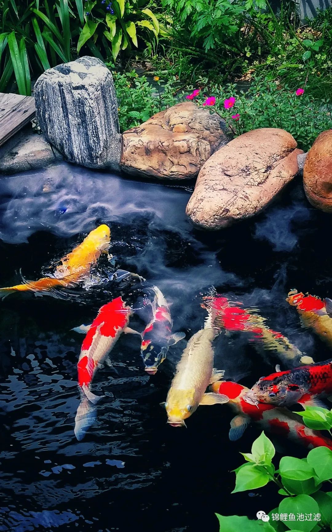 老绿水养鱼的优缺点,绿水养鱼怎么保持水质