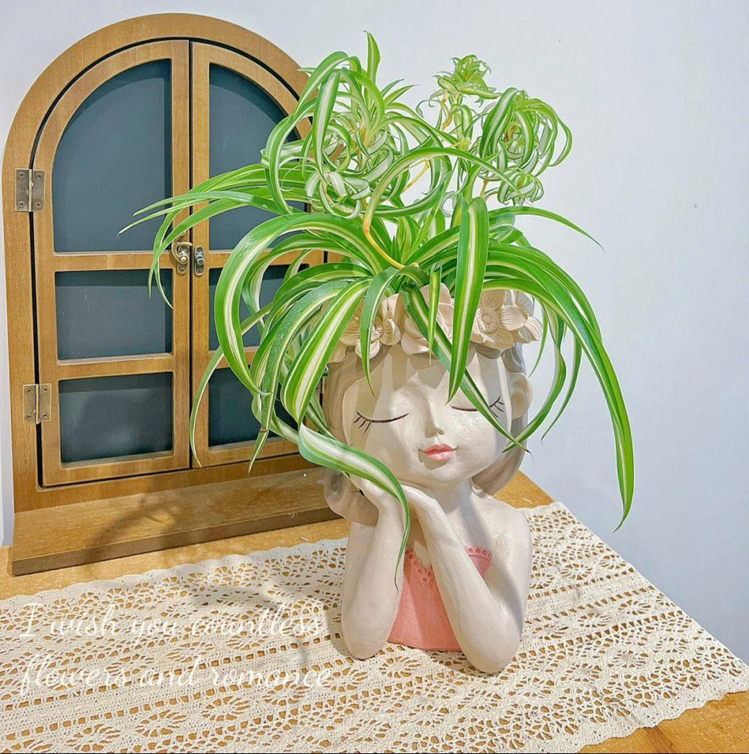 家里光线差就养这几种花,什么花散射光就可以养好