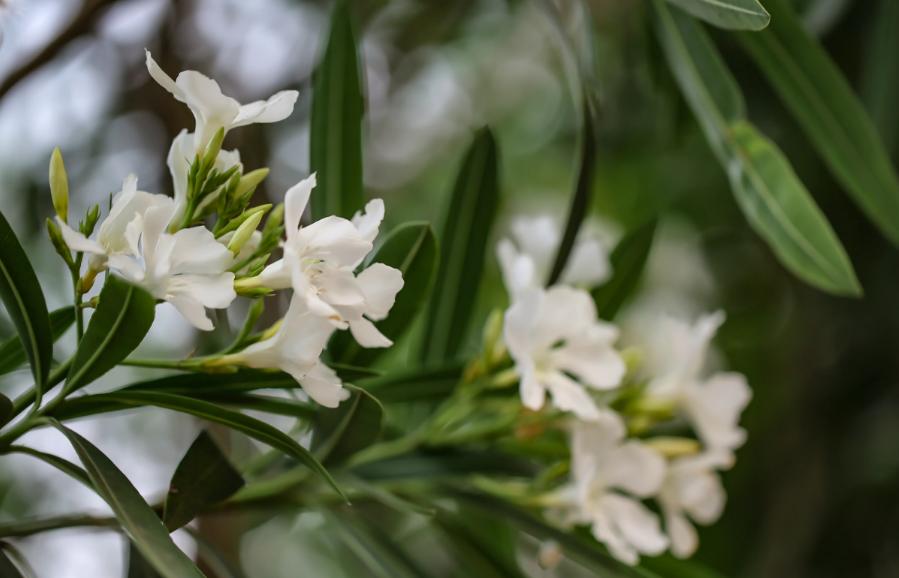 小雨催花,夹竹桃诗句和优美句子