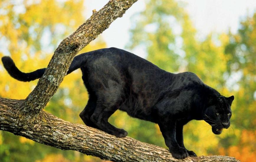 猎豹不是豹子吗,猎豹不是豹