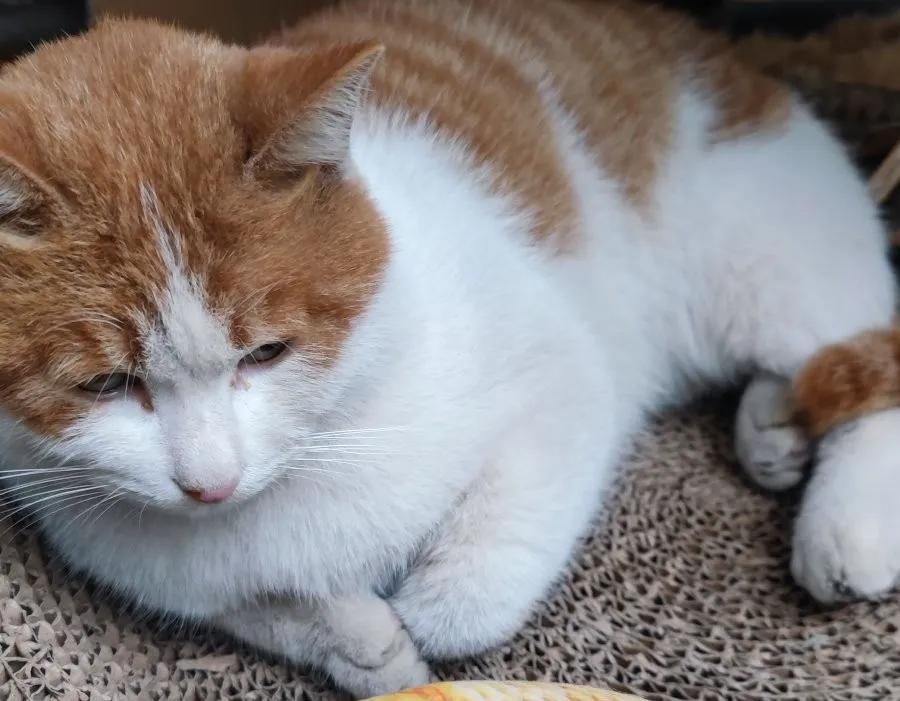 流浪猫受伤了怎么办找谁,铁岭流浪猫的救助电话