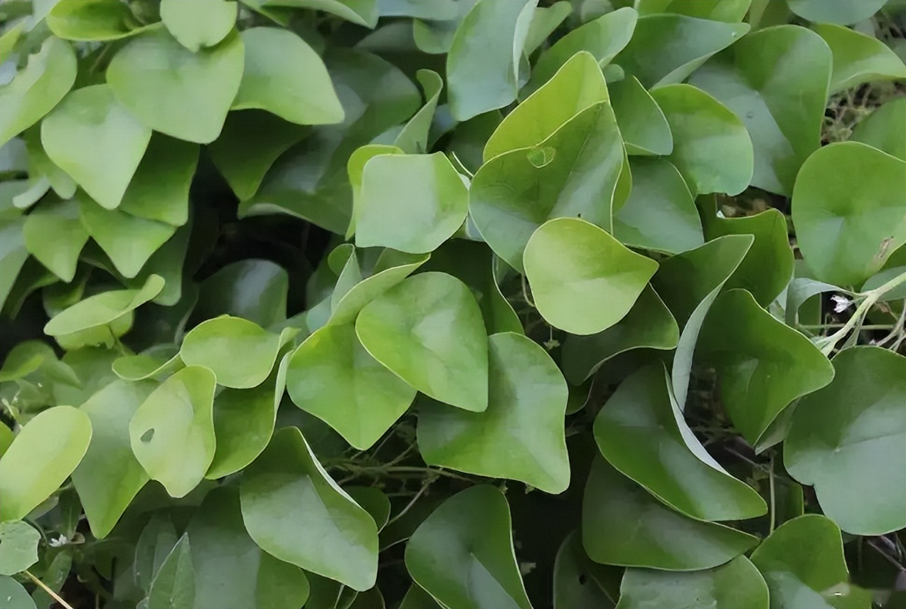 千金藤素就来自千金藤，在农村河边很常见，一起来看看长啥样？