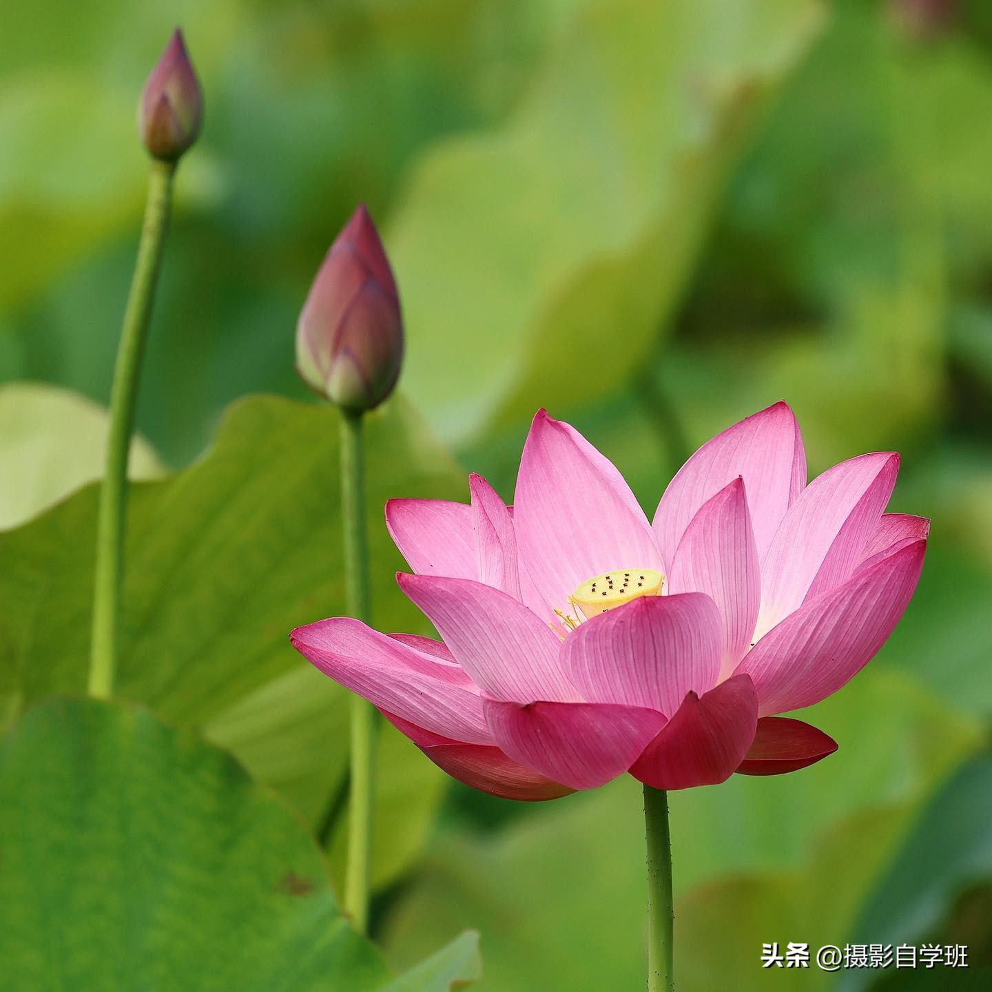 用这3个摄影方法拍荷花,这10个荷花摄影技巧个个实用