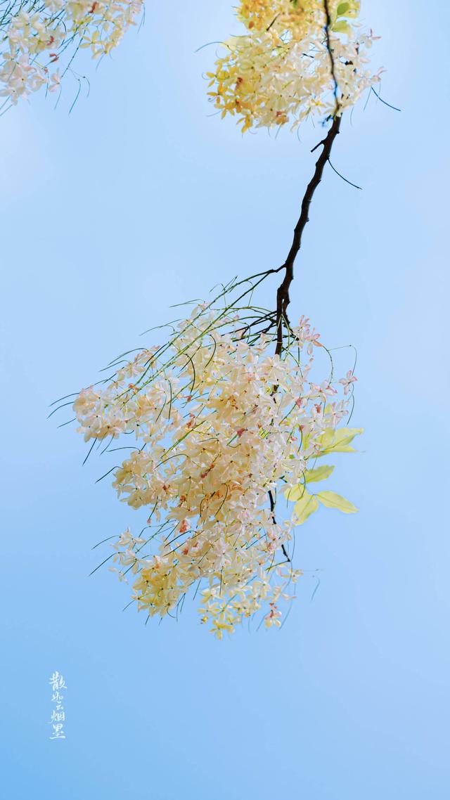 李商隐最有名的十首诗及情感,李商隐最经典的爱情诗