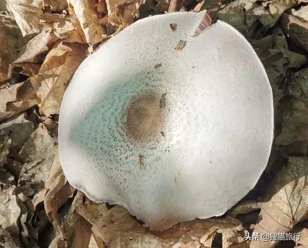 黑龙江大兴安岭呼玛县地图,呼玛县特点