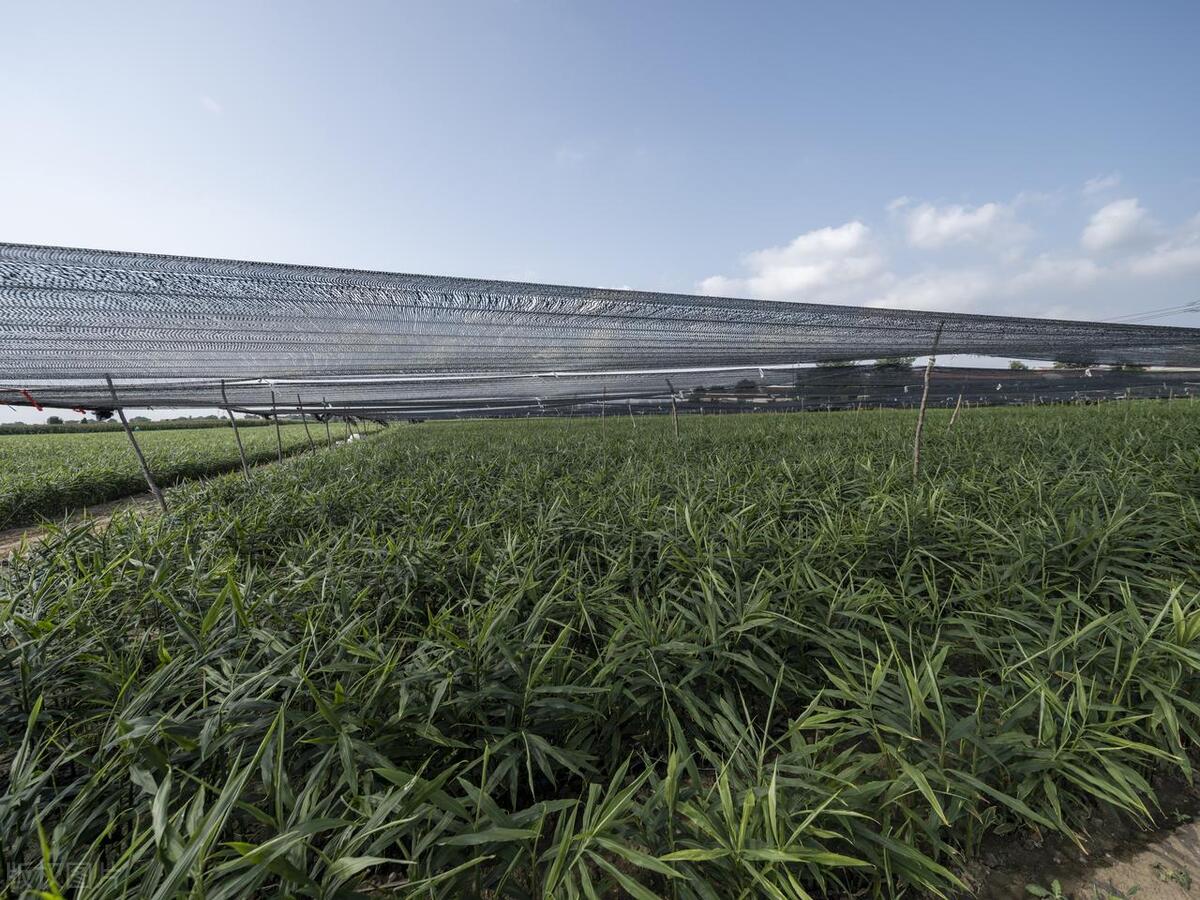 优质高产姜种,大姜高产最好的方法