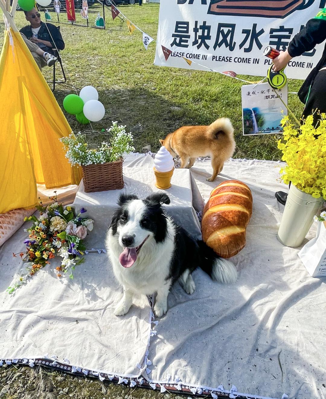 萌宠暴击！对不起我家狗子太萌了，想请你看一下！