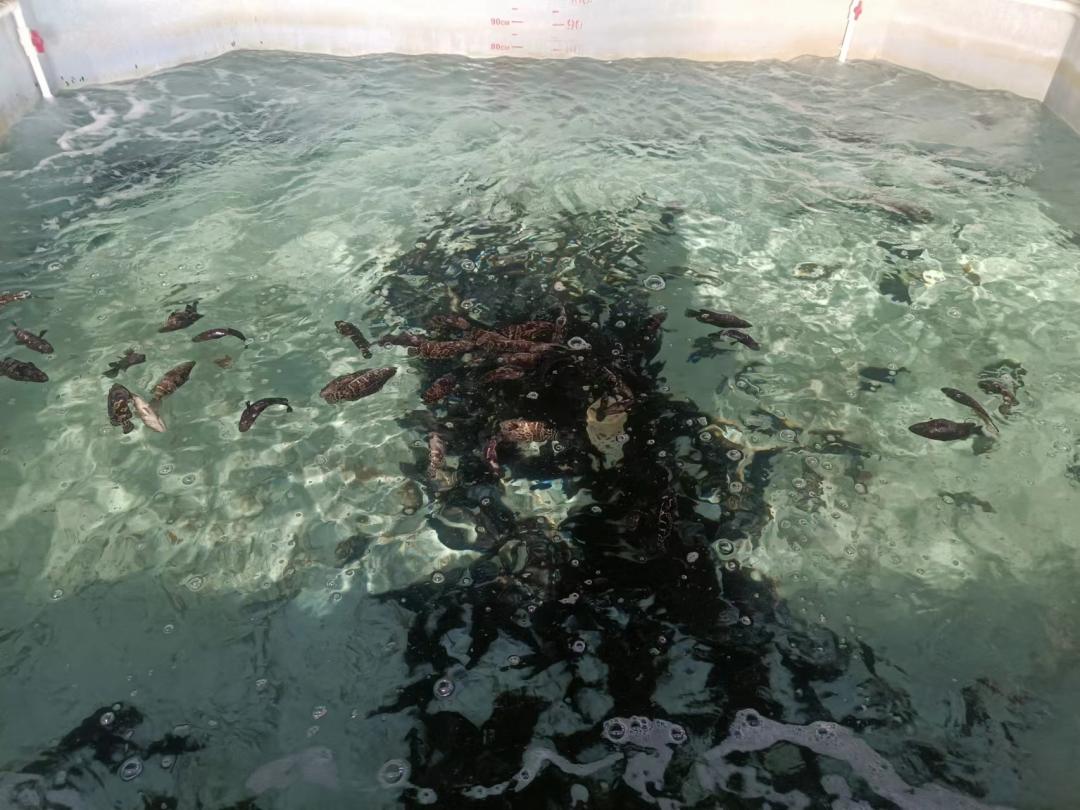 怎么样才能估计石斑鱼苗的成活率,养石斑鱼怎么看有问题