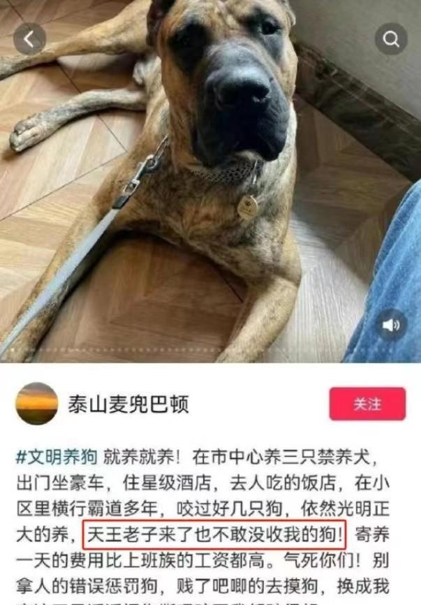 追寻犬神泰山麦兜，市中心探秘异域巴顿！