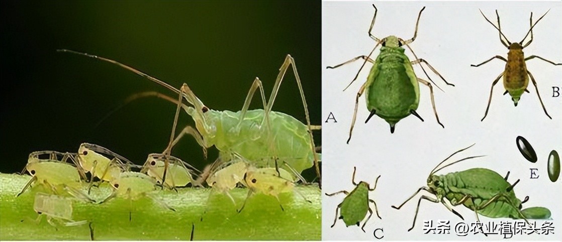 昆虫和害虫种类,昆虫和害虫的分类