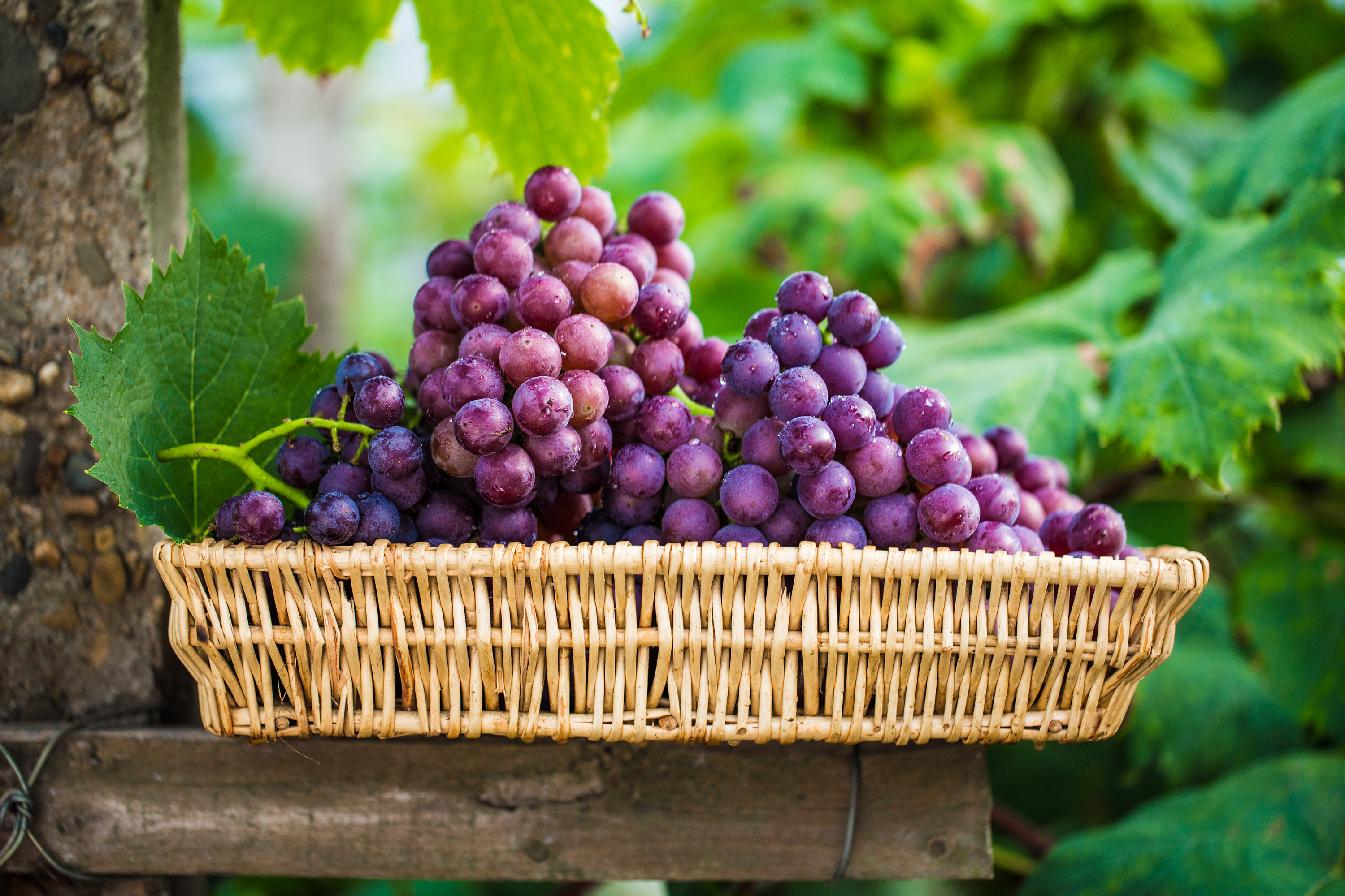 6岁宝宝吃什么水果好吃又营养,适合7岁以下儿童吃的水果