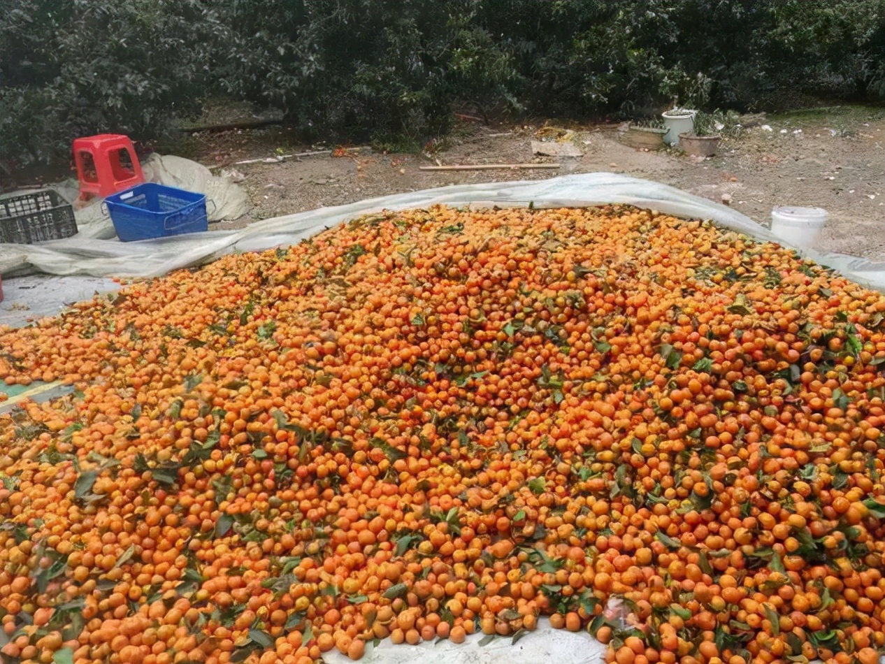 曾经正当的水果如今无人问津,曾经的高端水果砂糖橘