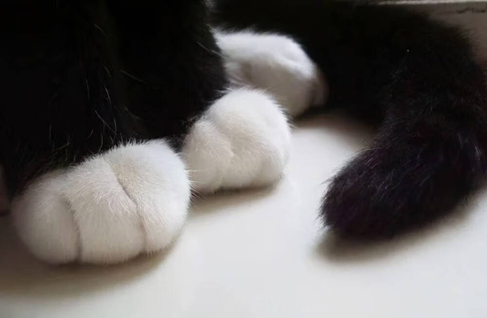 家猫适合养什么品种,最好养最粘人的十种长毛猫