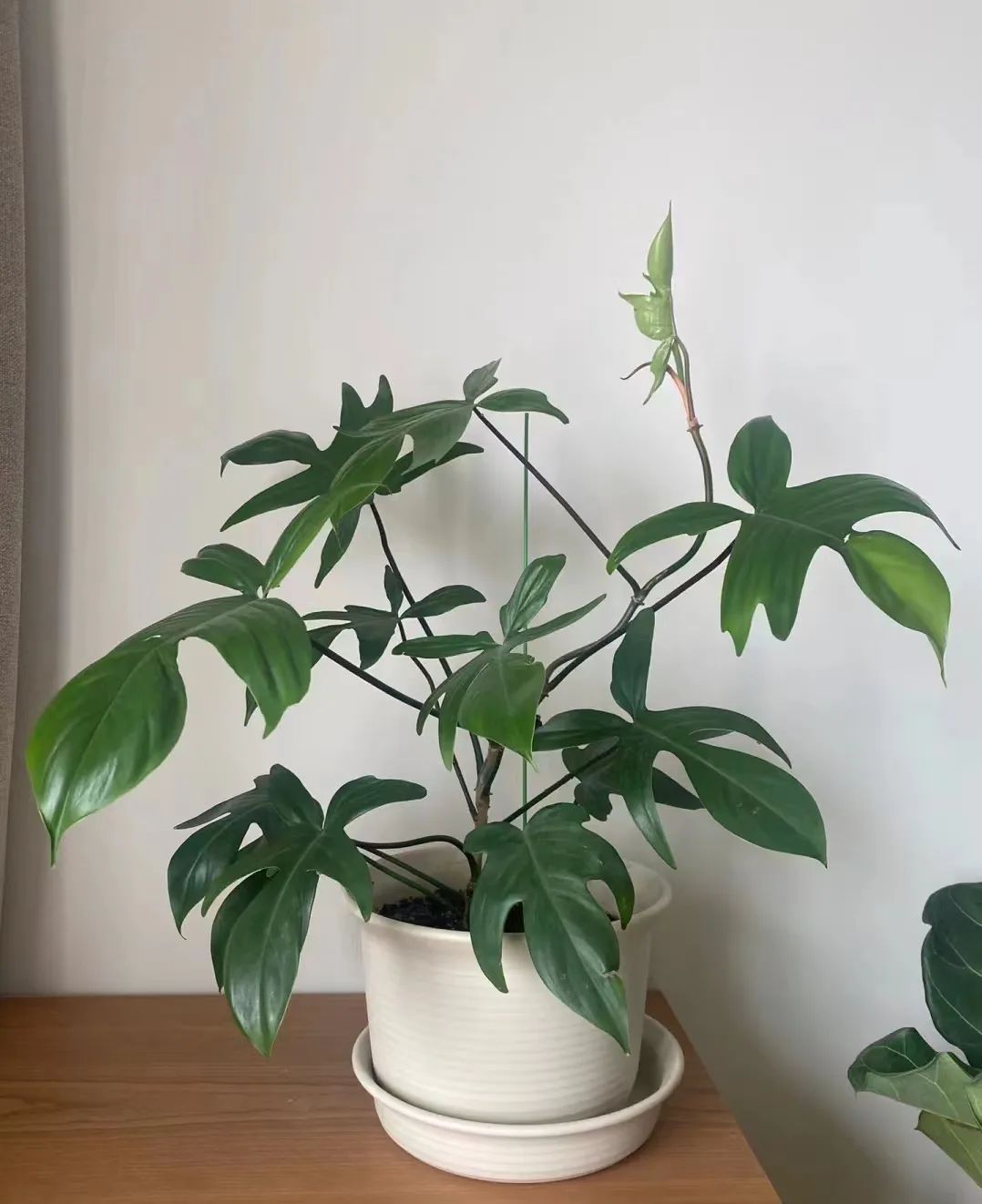 盘点24个常见蔓绿绒品种，叶色靓丽颜值高，总有一款撬动你的心！