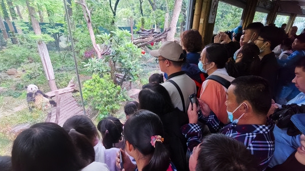 丫丫回到上海野生动物园了吗,丫丫现在回到上海动物园了吗