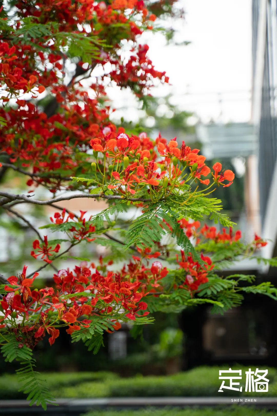 深圳周末休闲放松的好地方有哪些,周末去哪玩深圳推荐几个地方