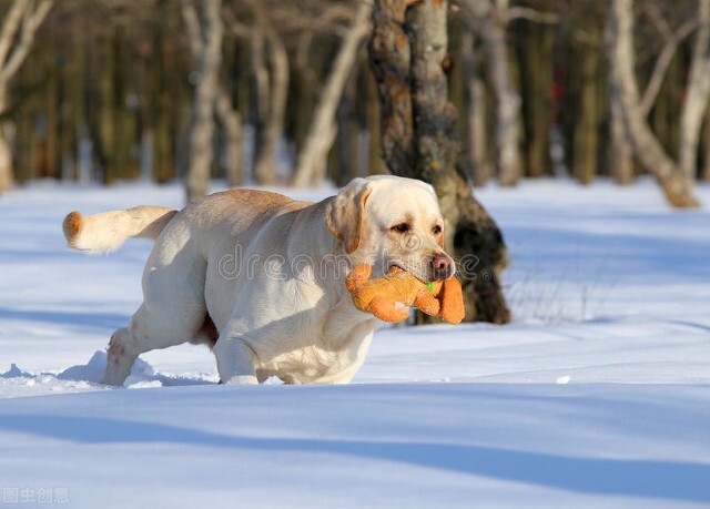 这7种狗公认无攻击性很适合家养,什么狗听话好养又聪明又大容易胖
