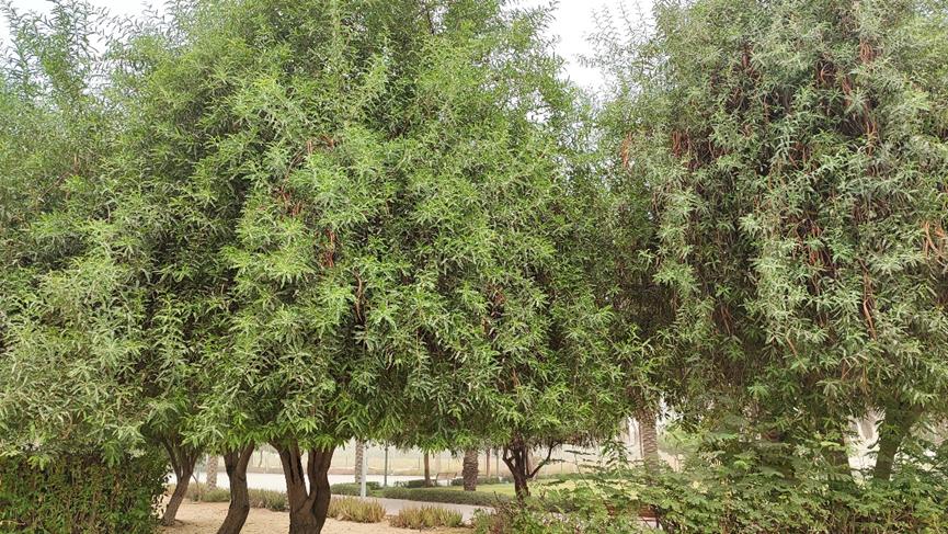 迪拜适合养什么植物,迪拜常见花草