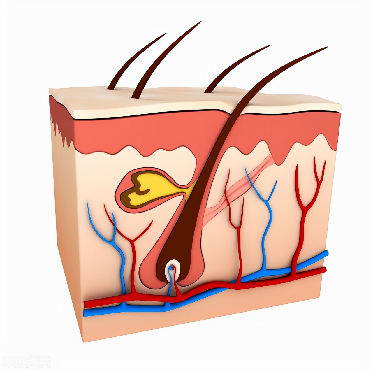 张伯礼医生说熬夜的危害视频,长期熬夜睡眠时间不足有什么危害