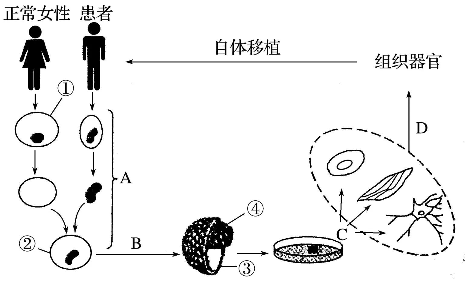 高中生物细胞工程知识点归纳,高二细胞工程的易错点