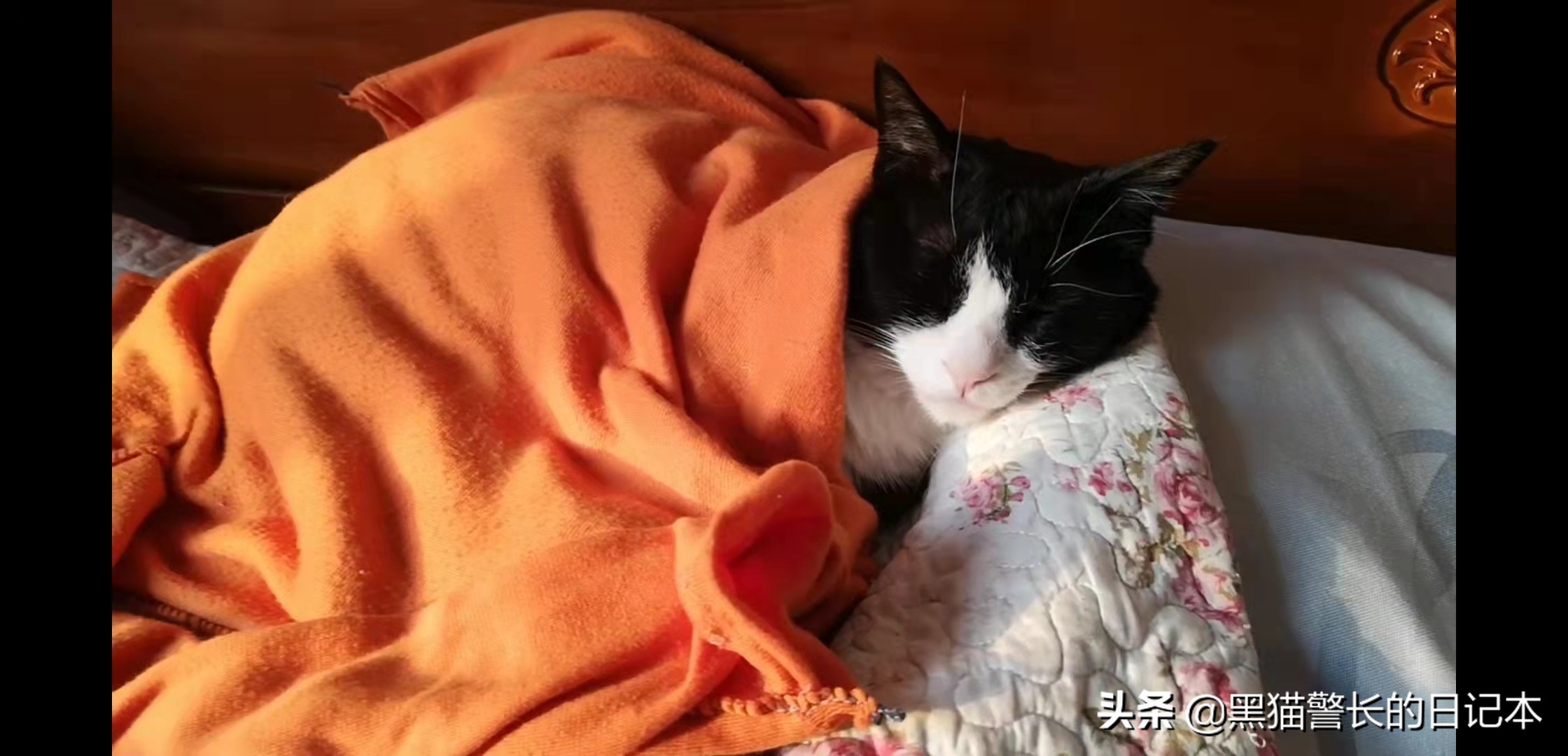 猫咪疱疹病毒传染性鼻结膜炎,猫鼻支疱疹病毒和杯状病毒区别