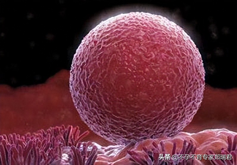 卵泡发育不良不排卵激素检查正常,卵巢功能下降卵泡发育不良怎么办