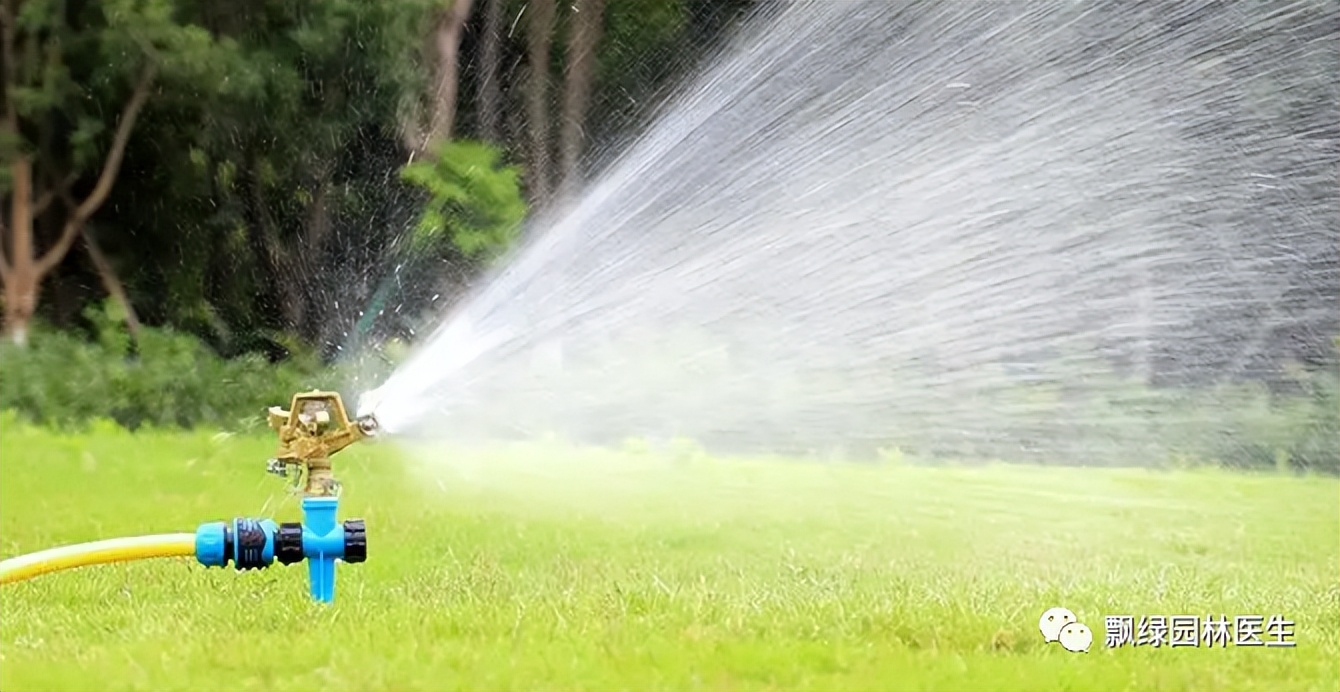 草坪苗木生长抑制最好方法,草坪灌木苗的养殖方法
