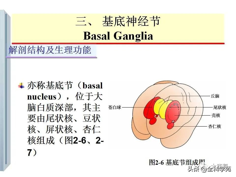 神经系统的影像与解剖定位,最全神经解剖图