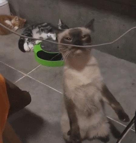 最粘人的猫有哪些,最粘人的五种猫咪