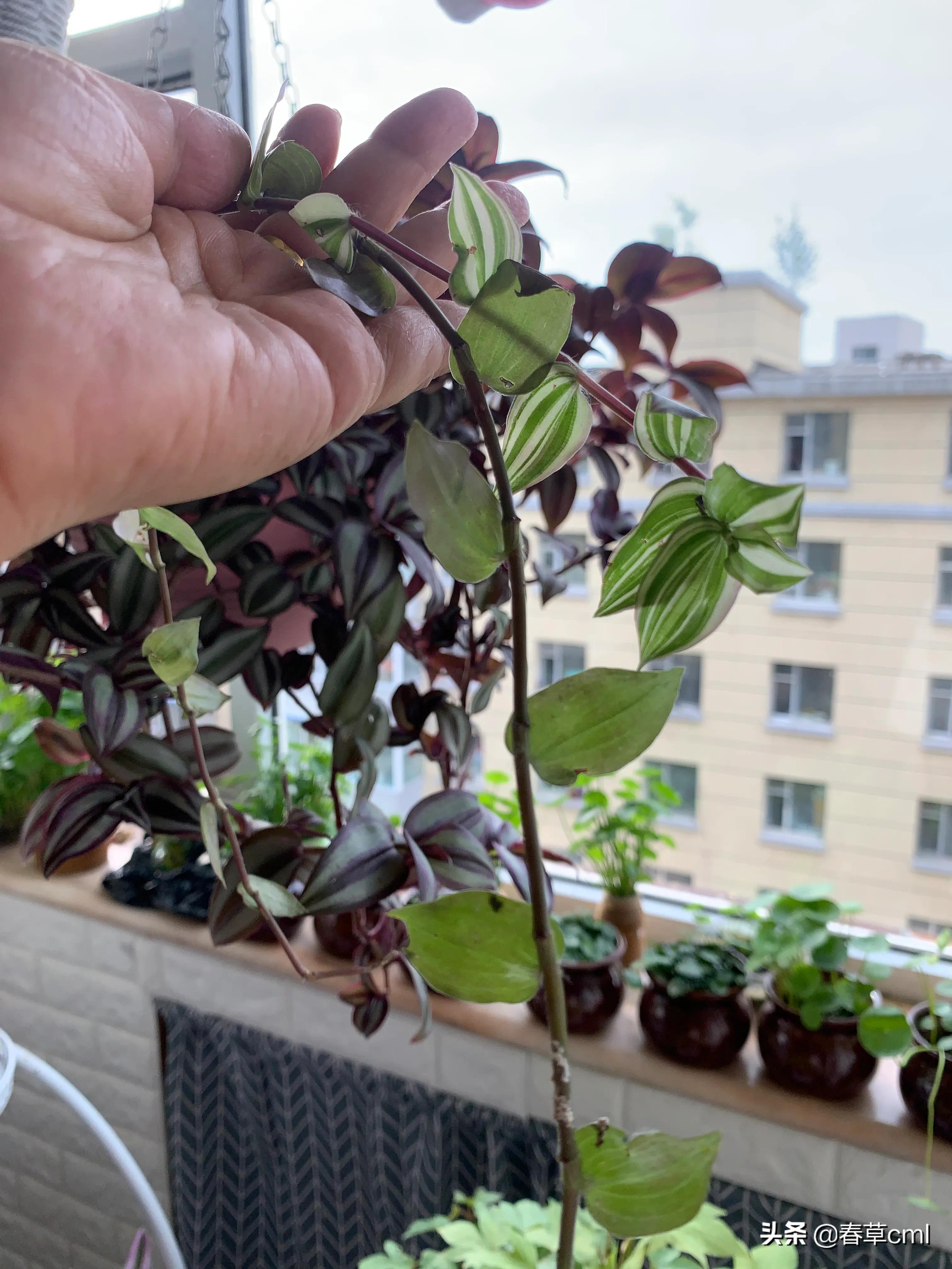 家里的花都被猫弄了怎么办,家里的花被别人摘了怎么办