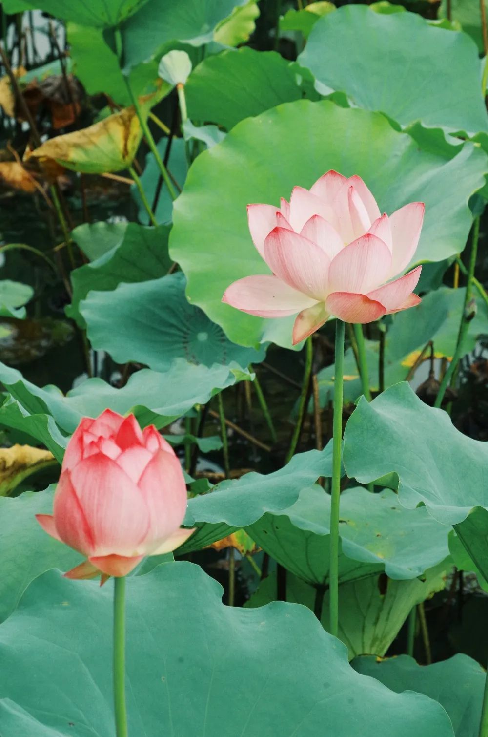 来自六月的赏荷请柬，请查收！