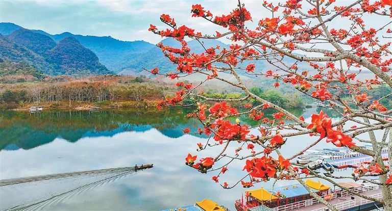 在海南踏青打卡,海南木棉红风景