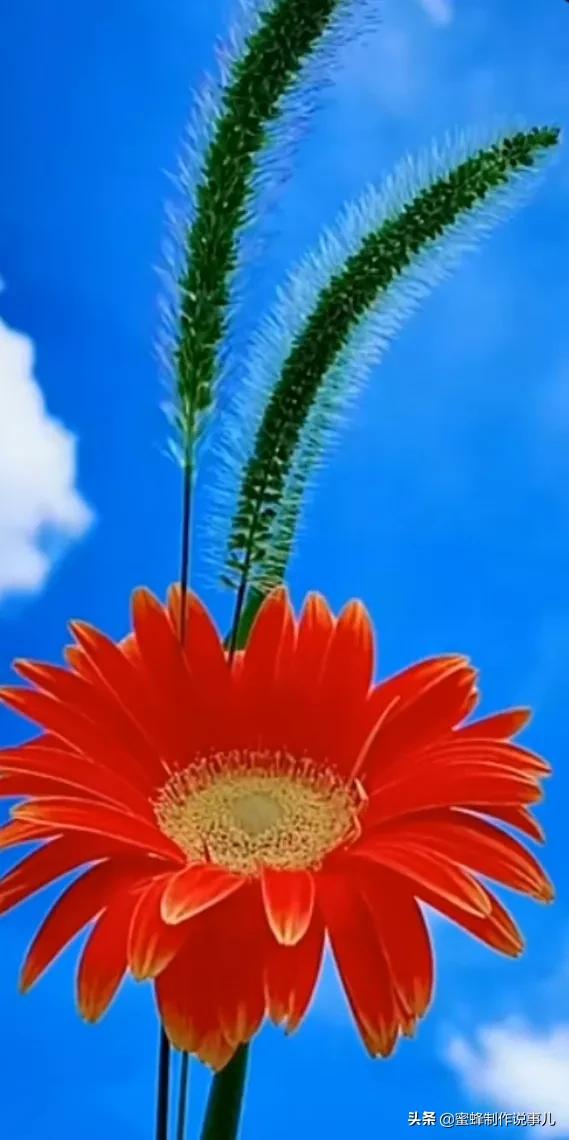 鸟语花香百花争艳让人陶醉,宁静祥和鸟语花香