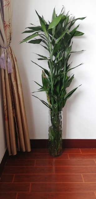 家里养富贵竹放哪个位置好,富贵竹摆放在家中什么地方最旺财