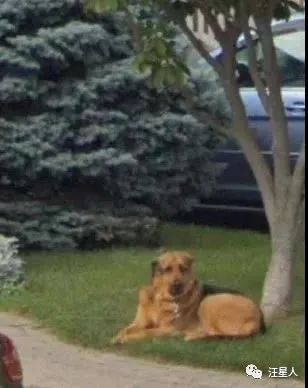 谷歌地图六条腿的狗,谷歌地图上发现的狗
