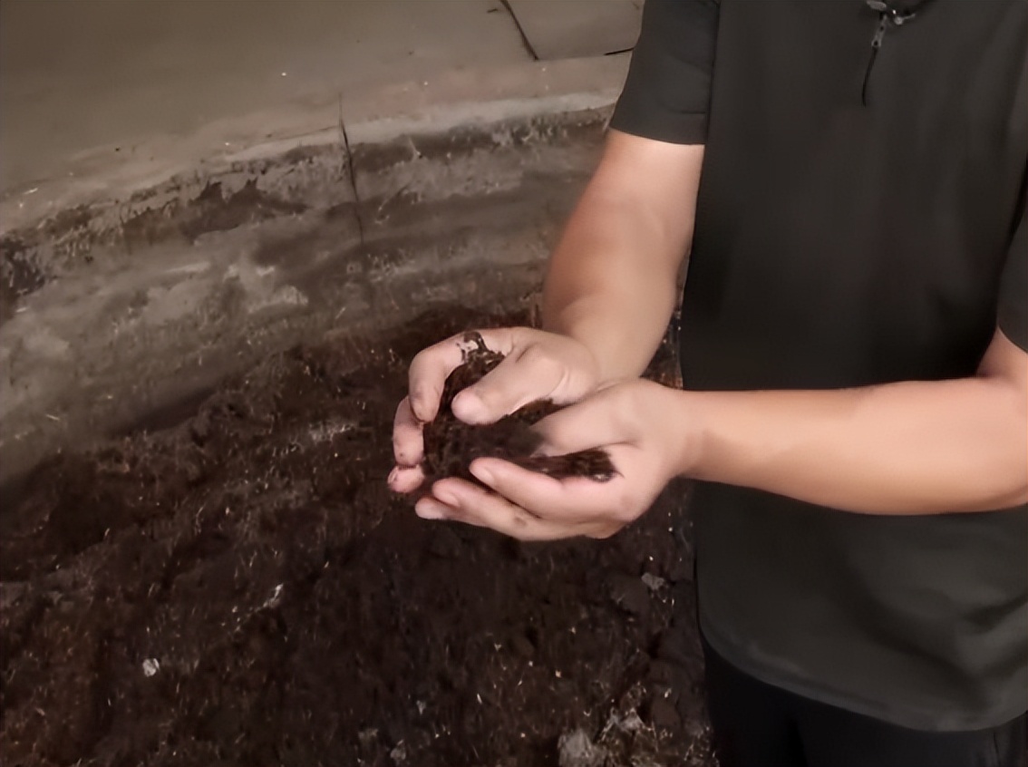 养牛一头牛赚6千的秘密,养牛6头牛一年赚多少钱