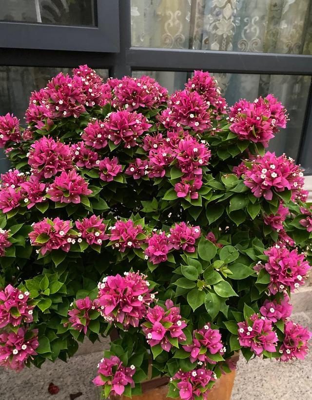 10种公认最好养的花三角梅,十种勤花三角梅