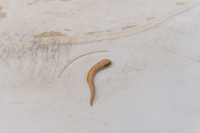 现在的养殖业什么最有发展前途,现在农村养殖业什么前景最好