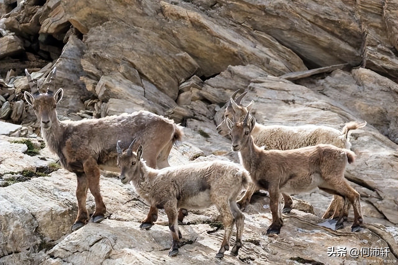 五戒中的邪戒是什么意思,道德经五善之道