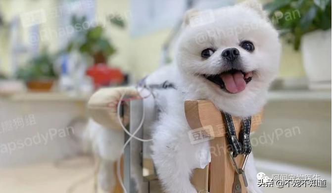 这7种行为对猫咪来说是酷刑,这6种行为在狗狗看来就像惩罚