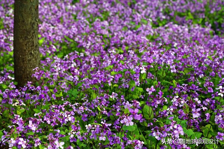 山东地区百慕大草坪,山东地区草坪推荐