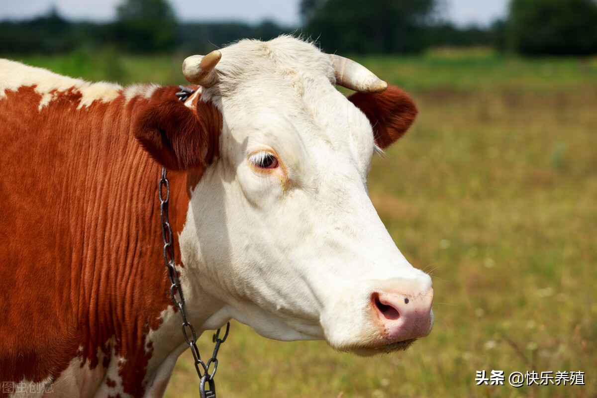 牛得口蹄疫蹄壳脱落还会长出来吗,牛得了口蹄疫出血性肠炎怎么治疗