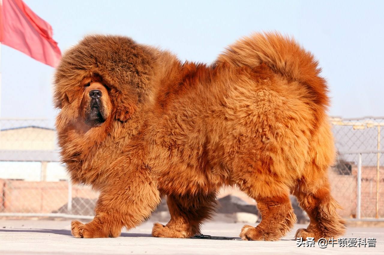世界十大猛犬中国藏獒只排第二,世界猛犬排名藏獒只当小弟