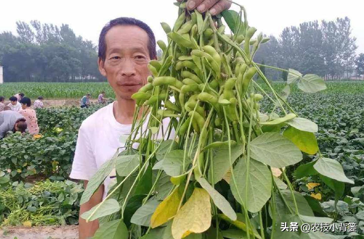 大豆上打啥药能让大豆高产,如何才能种出高产优质的大豆