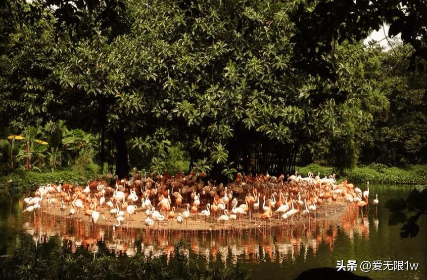全国最大动物园野生动物,亚洲最大的动物园400多种动物