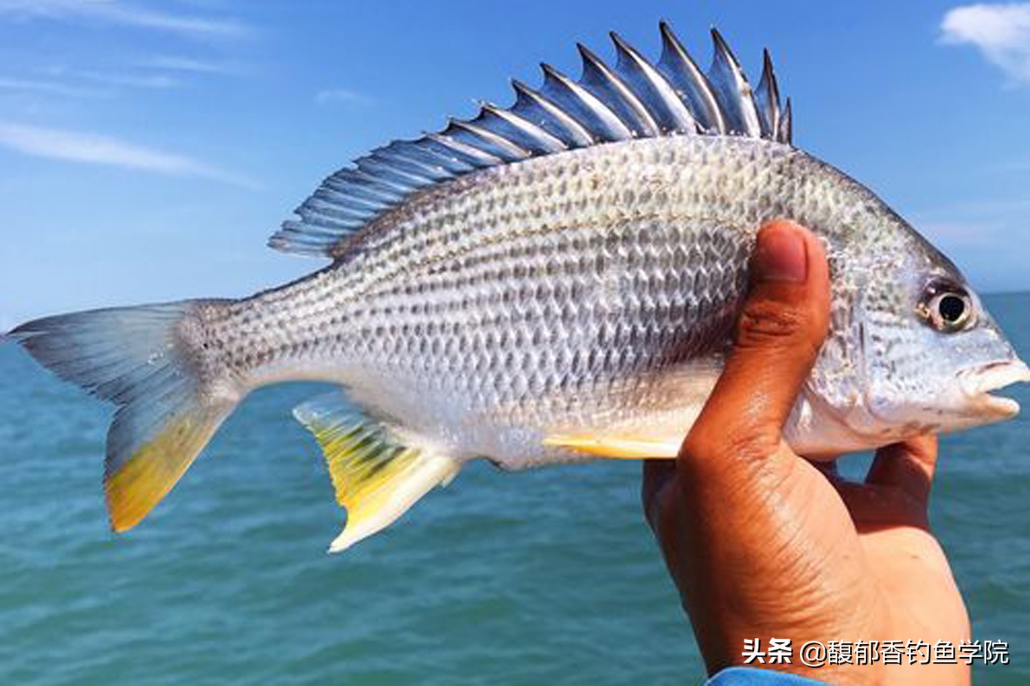 钓海鱼用什么鱼饵最好,钓海鱼鱼饵什么比较好吃