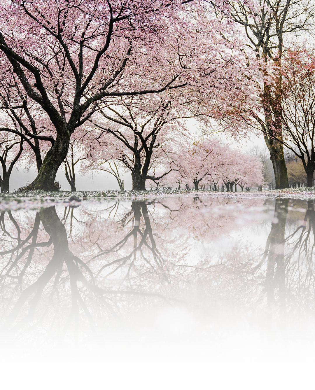 MDG美林设计集团:城心桃院,望见生活归处