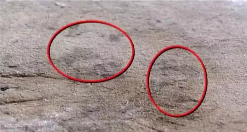 菜板发霉怎么去除最好方法,发霉菜板怎么洗得干净