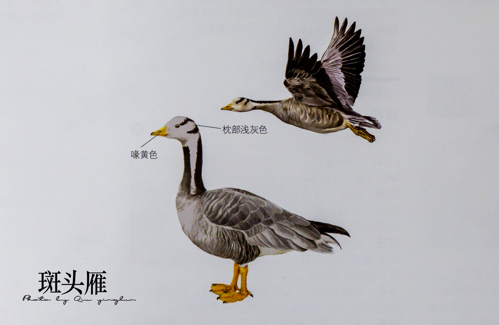 涓滄睙鎻借儨,涓滄睙鎻借儨楦熺被